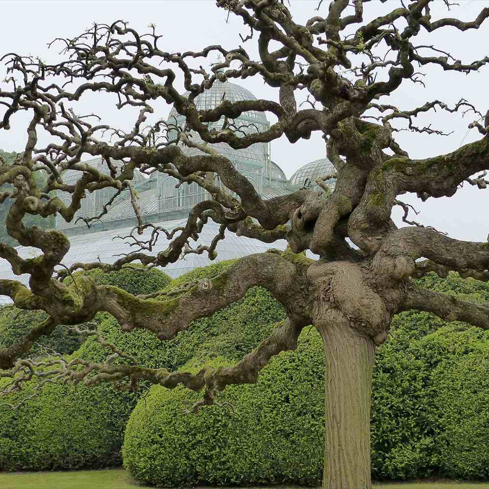 Японска плачеща акация (Sophora Japonica), декоративно дърво с ароматни цветове, устойчиво