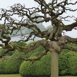 Японска плачеща акация (Sophora Japonica), декоративно дърво с ароматни цветове, устойчиво