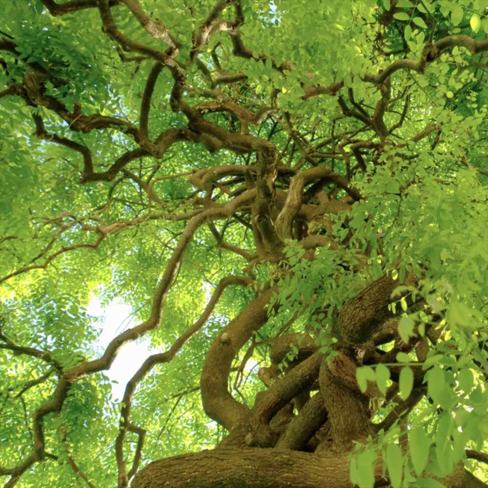 Японска плачеща акация (Sophora Japonica), декоративно дърво с ароматни цветове, устойчиво