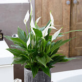 Crinul Pacii Spathiphyllum Pearl Cupido - 35-40 cm