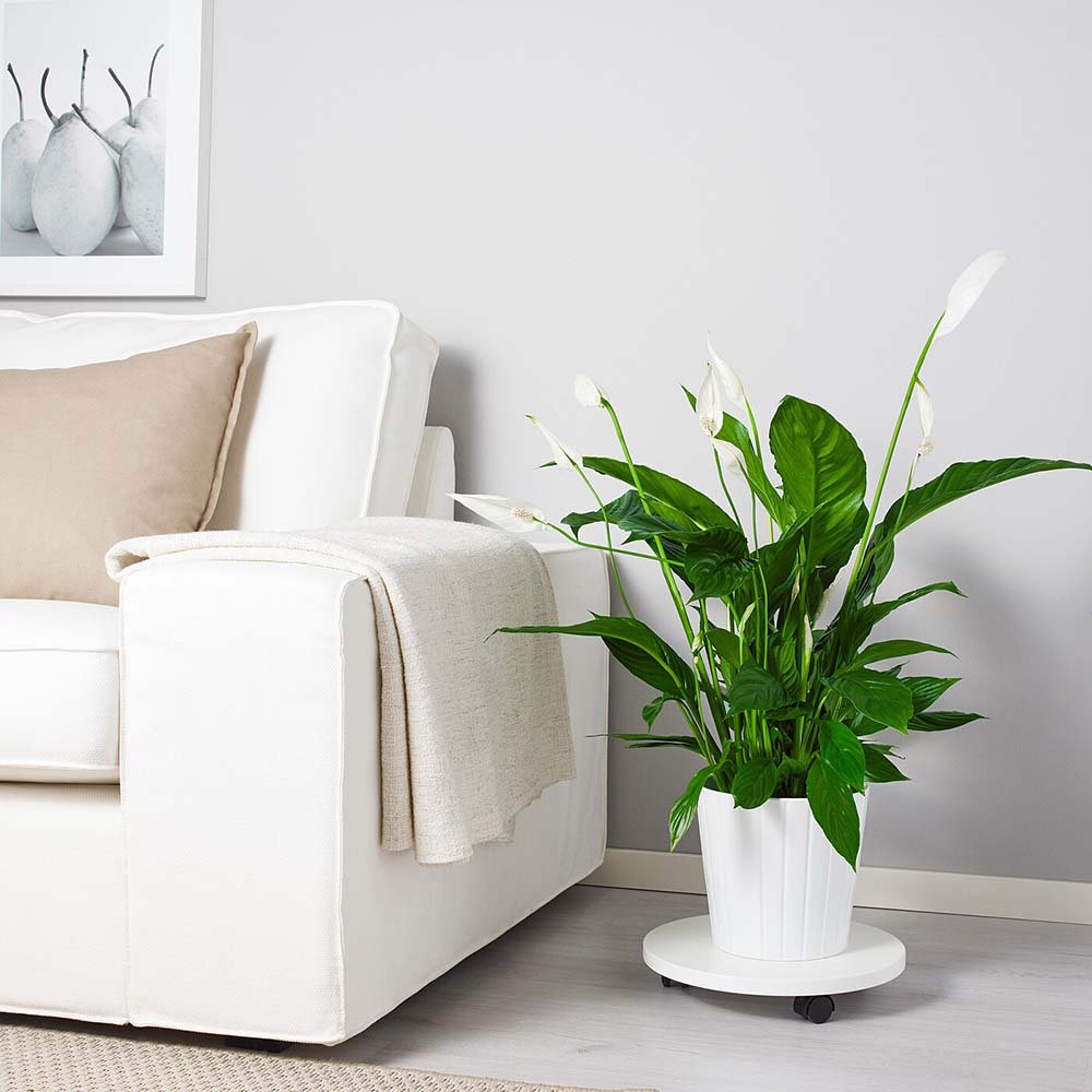 Crinul Pacii Spathiphyllum Sweet Chico - 55 cm