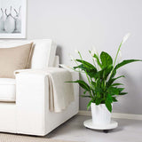 Crinul Pacii Spathiphyllum Sweet Chico - 55 cm