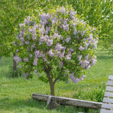 Люляк (Syringa vulgaris) – декоративен храст с ароматни лилави цветове