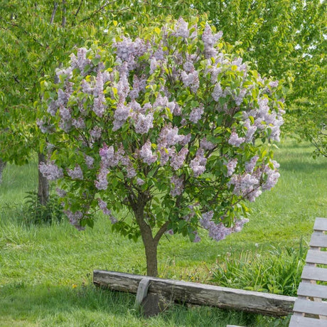 Люляк (Syringa vulgaris) – декоративен храст с ароматни лилави цветове