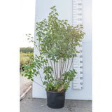 Люляк (Syringa vulgaris) – декоративен храст с ароматни лилави цветове