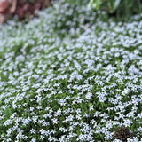 Steaua Albastra Isotoma Fluviatilis- taratoare, cu flori albastre