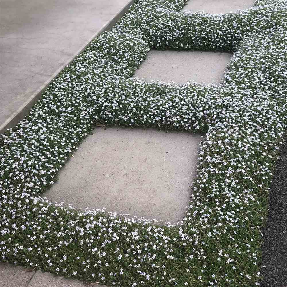 Steaua Albastra Isotoma Fluviatilis- taratoare, cu flori albastre