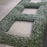 Steaua Albastra Isotoma Fluviatilis- taratoare, cu flori albastre