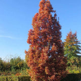 Stejar columnar rosu Crimson Spire, cu frunzis rosu, colorit de toamna