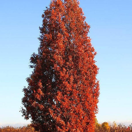 Stejar columnar rosu Crimson Spire, cu frunzis rosu, colorit de toamna