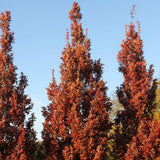 Stejar columnar rosu Crimson Spire, cu frunzis rosu, colorit de toamna