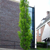Stejar de Mlastina Green Pillar