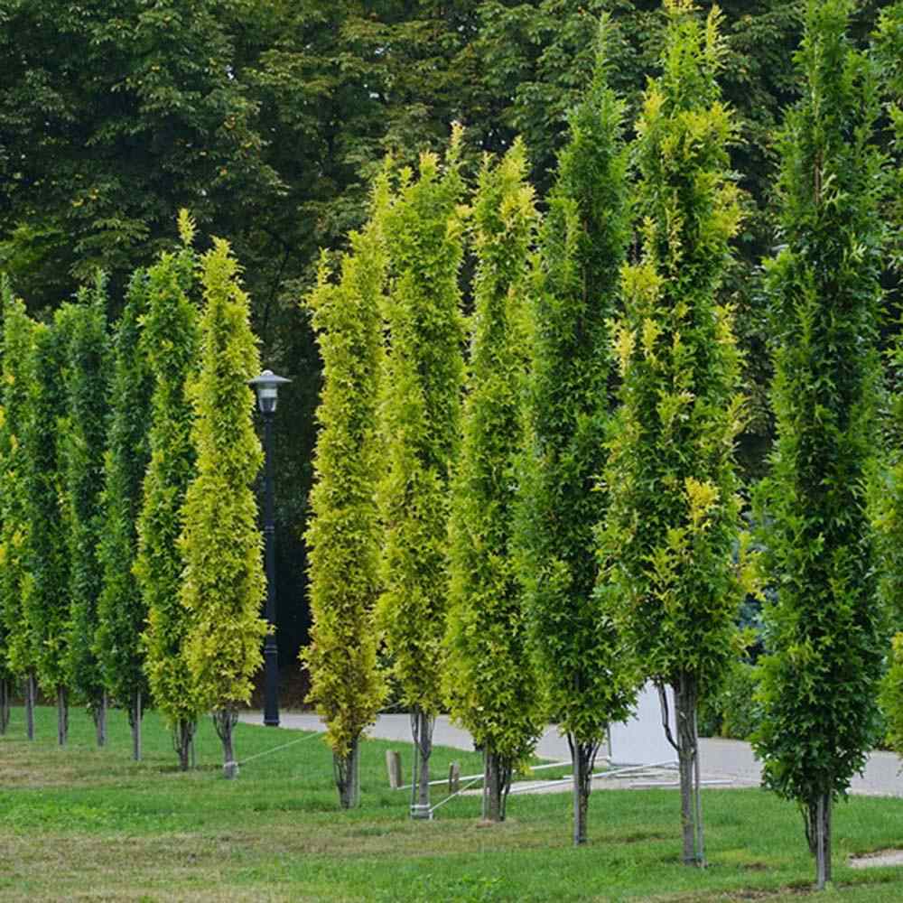 Stejar de Mlastina Green Pillar
