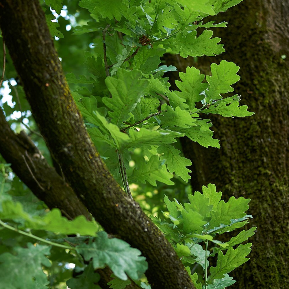 Stejar Columnar Englezesc Fastigiata Koster