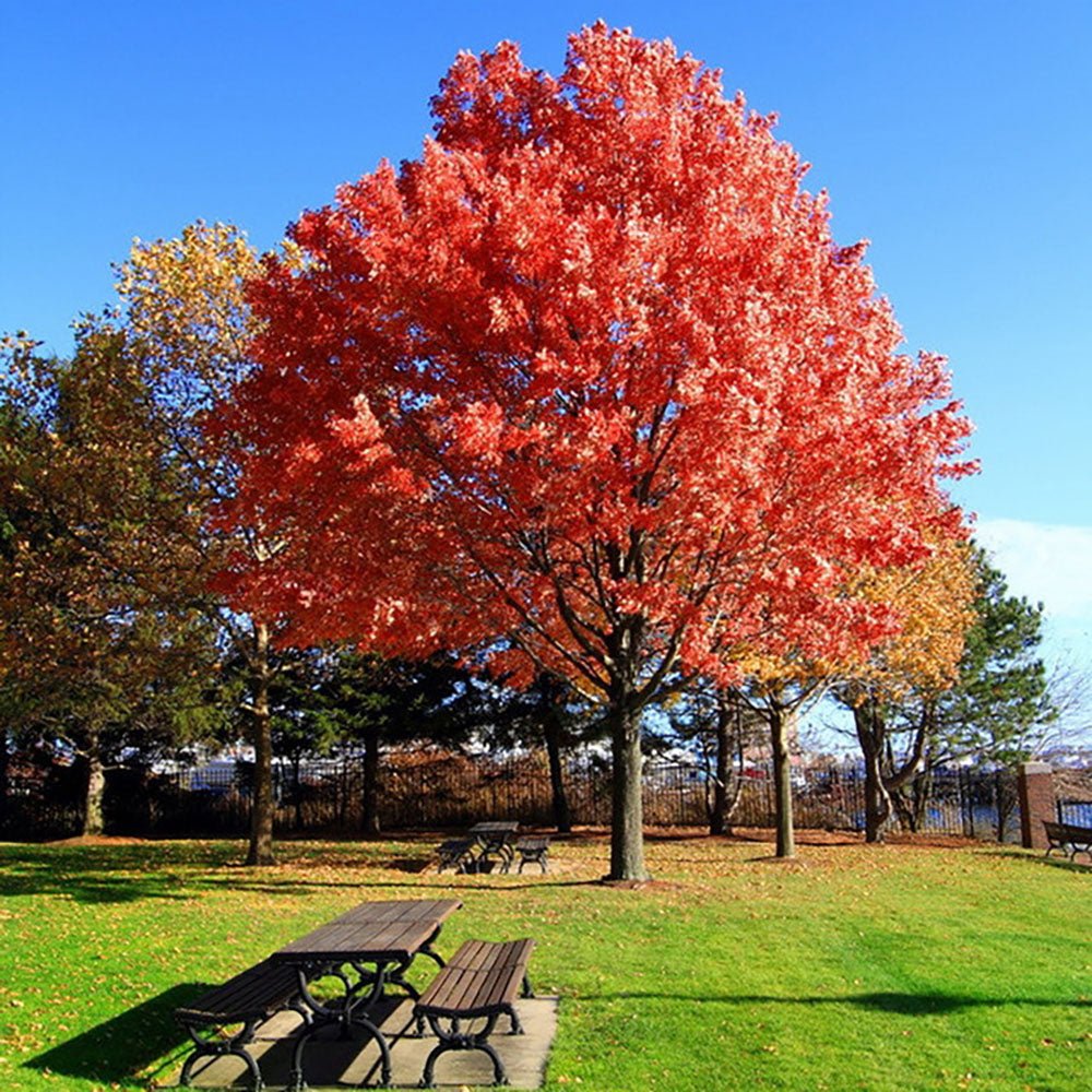 Stejar rosu american, cu frunzis rosu, colorit de toamna
