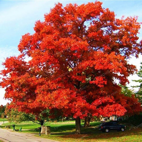 Stejar rosu american, cu frunzis rosu, colorit de toamna
