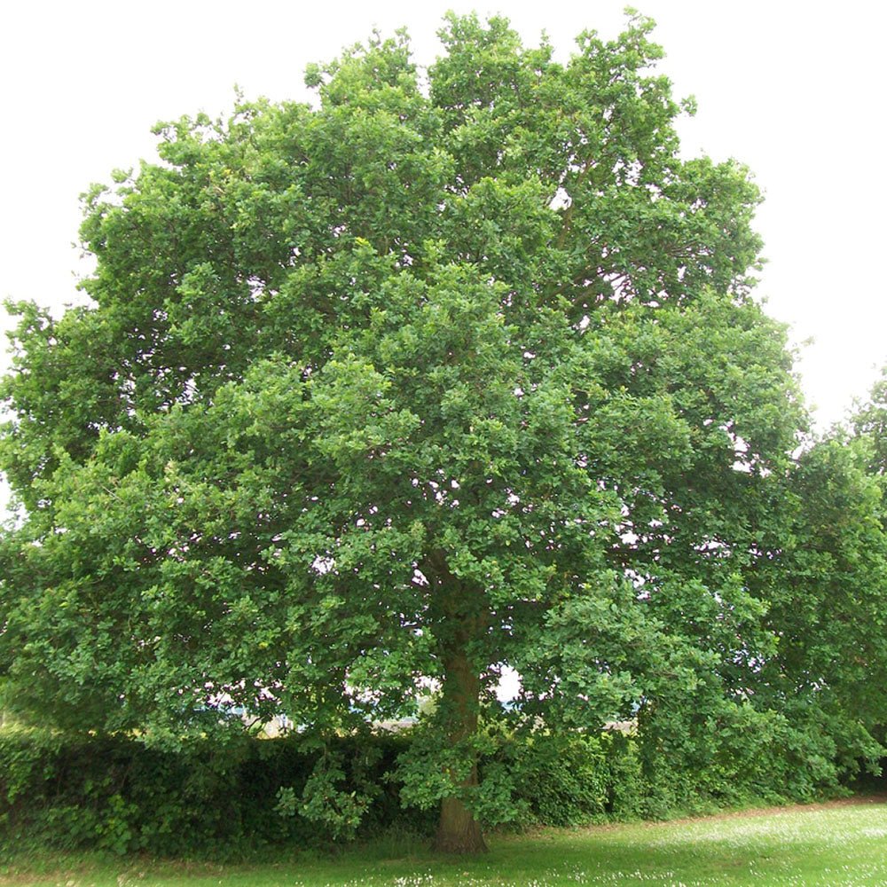 Stejar Verde Clasic