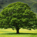 Stejar Verde Clasic