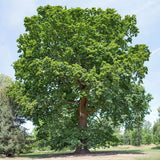 Stejar Verde Clasic