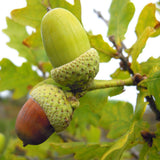 Stejar Verde Clasic