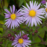 Steluta de Toamna (Aster) Ageratoides Eleven Purple