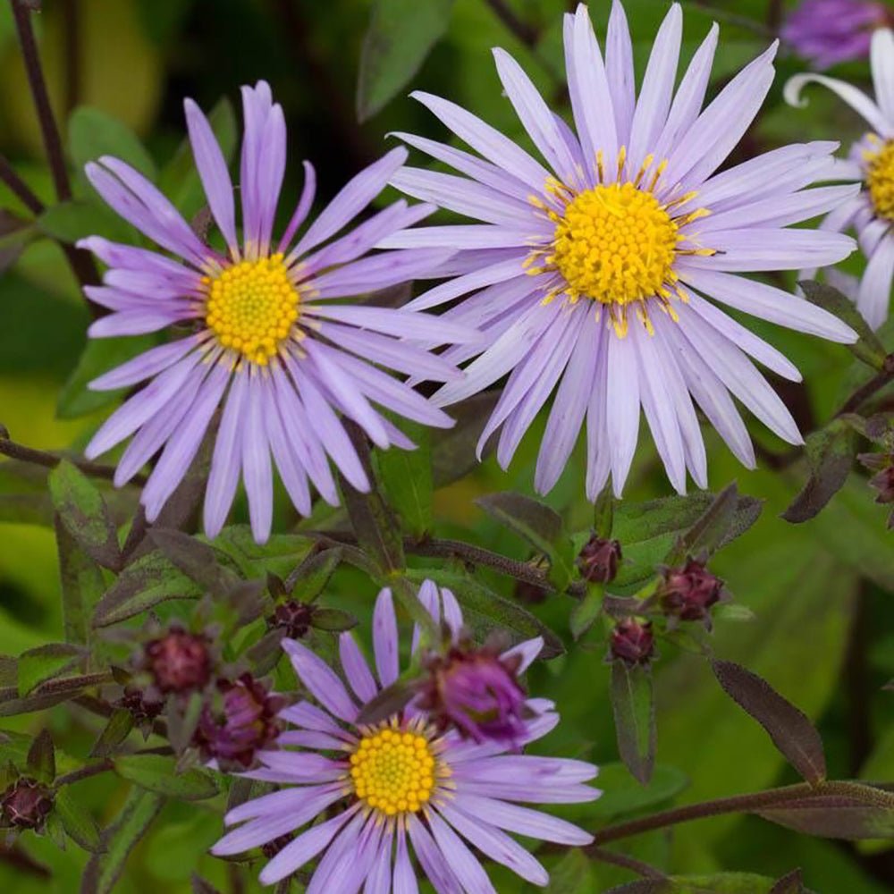 Steluta de Toamna (Aster) Ageratoides Eleven Purple