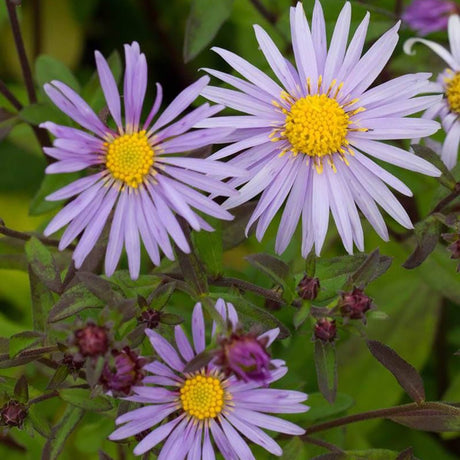 Steluta de Toamna (Aster) Ageratoides Eleven Purple