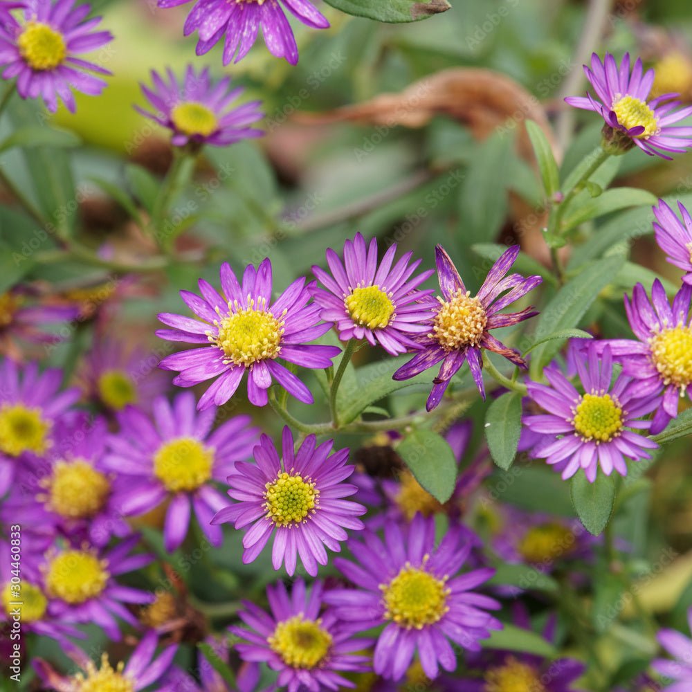 Steluta de Toamna (Aster) Ezo Murazaki