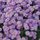 Steluta de Toamna (Aster) Lady In Blue