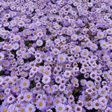 Steluta de Toamna (Aster) Lady In Blue