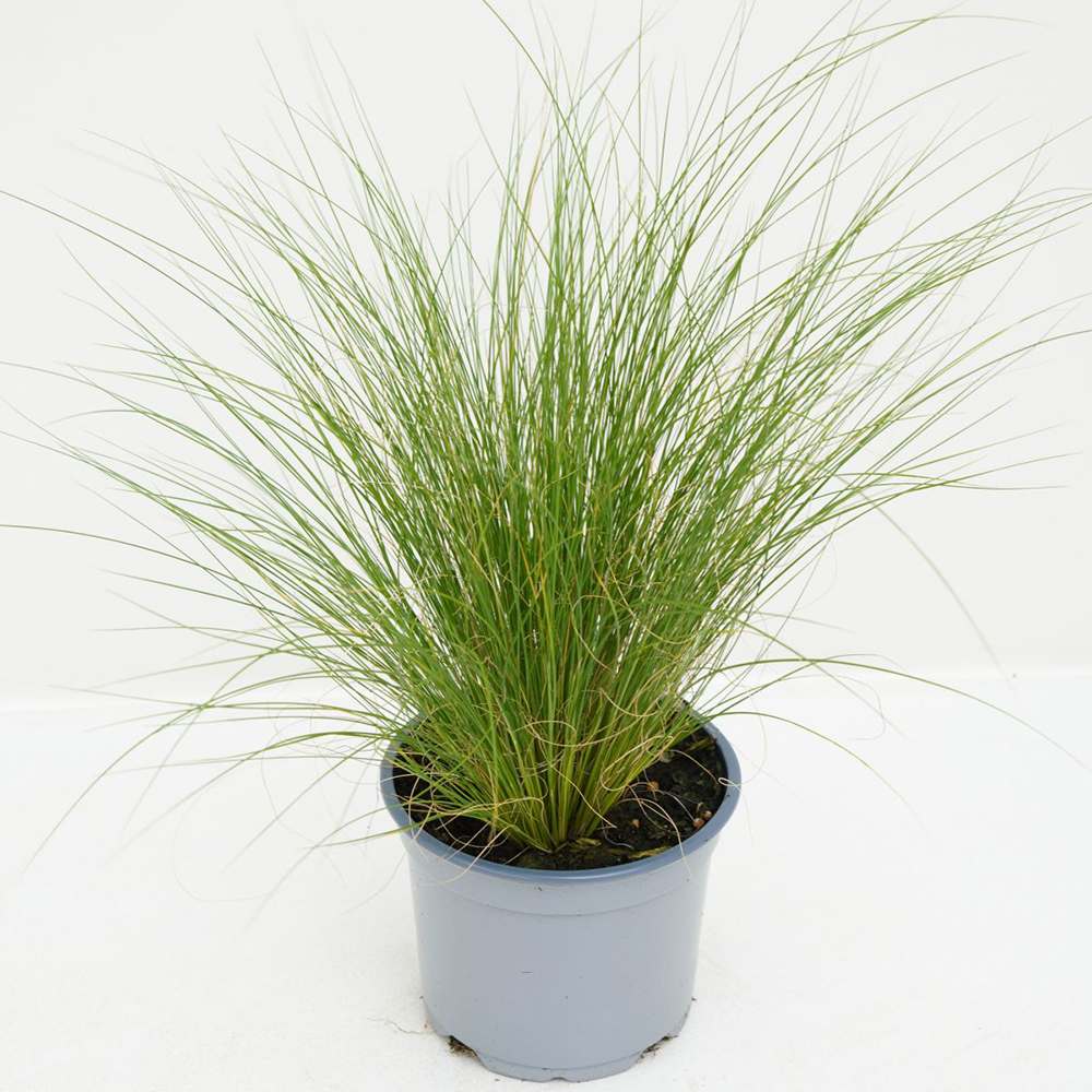 Декоративна трева опашка от пони (Stipa Tenuissima Pony Tails)