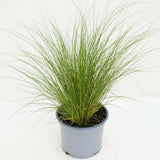 Декоративна трева опашка от пони (Stipa Tenuissima Pony Tails)