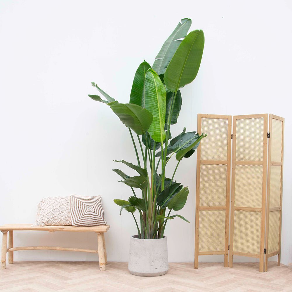 Strelitzia nicolai (Pasarea alba a paradisului) - 190 cm
