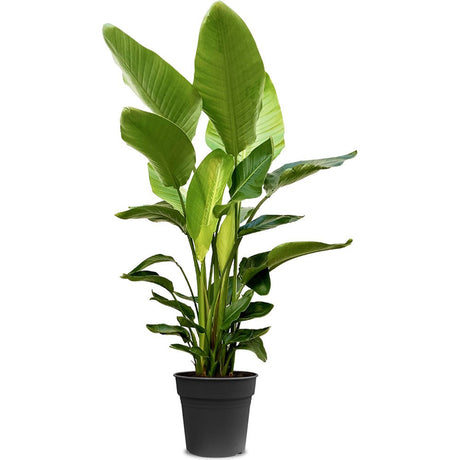Strelitzia nicolai (Бяла райска птица) - 190см