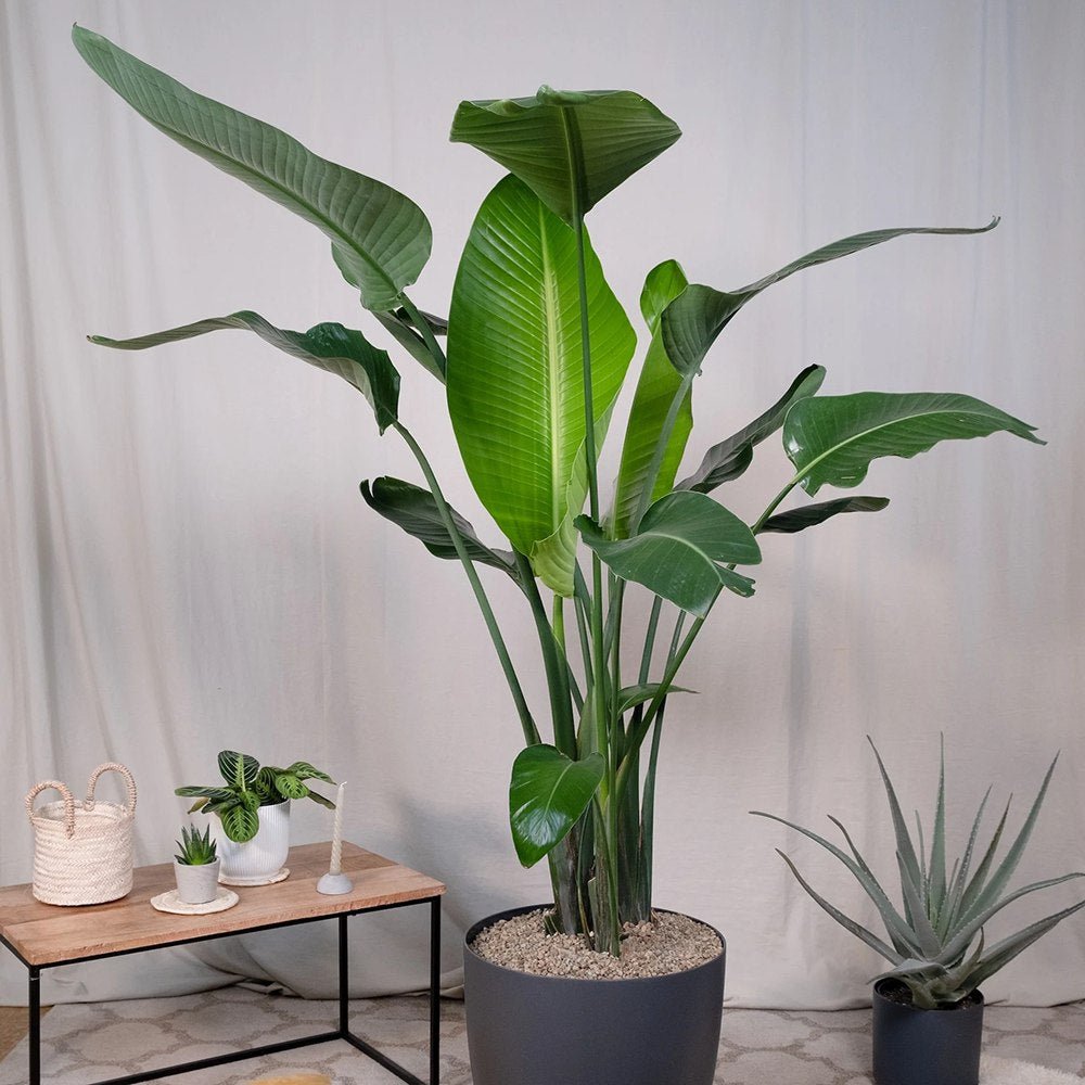 Strelitzia nicolai (Pasarea alba a paradisului) - 190 cm