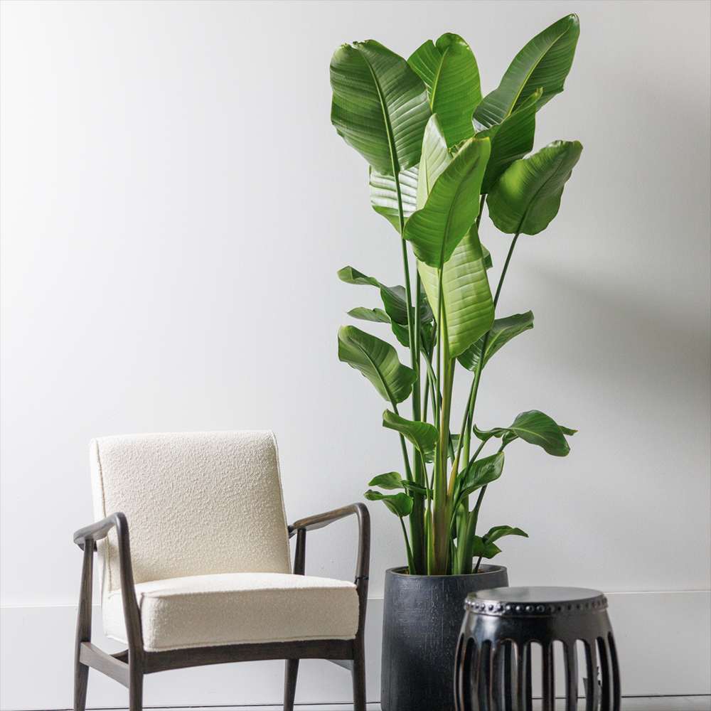 Strelitzia nicolai (Pasarea alba a paradisului) - 190 cm