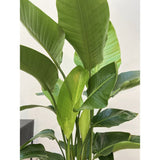 Strelitzia nicolai (Pasarea alba a paradisului) - 190 cm