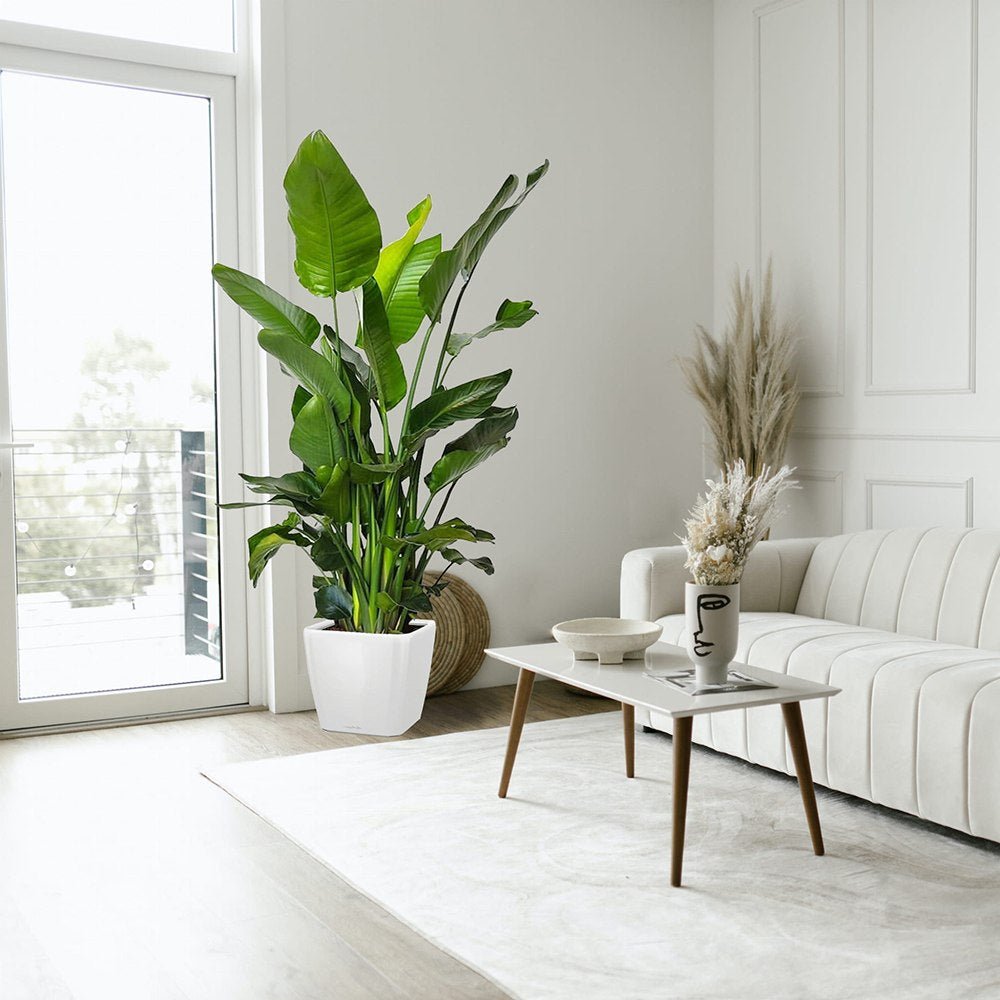 Strelitzia nicolai (Pasarea alba a paradisului) - 290 cm