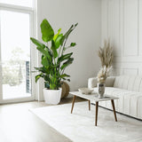 Strelitzia nicolai (Pasarea alba a paradisului) - 290 cm