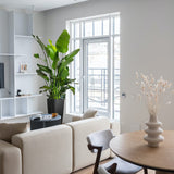 Strelitzia nicolai (Pasarea alba a paradisului) - 290 cm