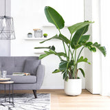 Strelitzia nicolai (Pasarea alba a paradisului) - 290 cm