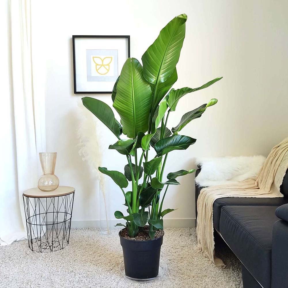 Strelitzia nicolai (Pasarea alba a paradisului) - 290 cm