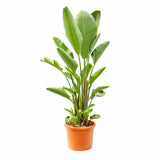 Strelitzia nicolai (Pasarea alba a paradisului) - 290 cm