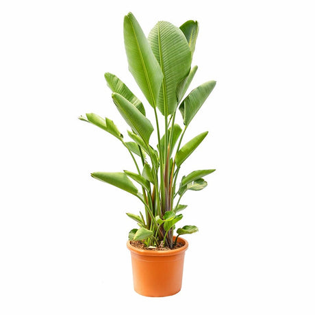 Strelitzia nicolai (Pasarea alba a paradisului) - 290 cm