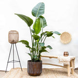 Strelitzia Nicolai (Pasarea Paradisului) - 110 cm