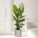 Strelitzia Nicolai (Pasarea Paradisului) - 100 cm