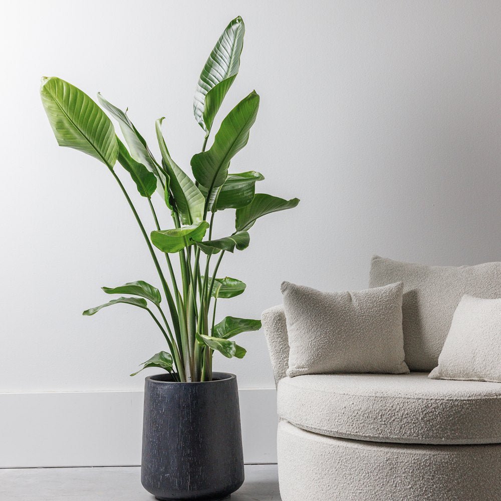 Strelitzia Nicolai (Pasarea Paradisului) - 100 cm