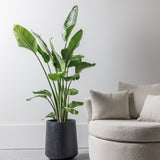 Strelitzia Nicolai (Pasarea Paradisului) - 100 cm