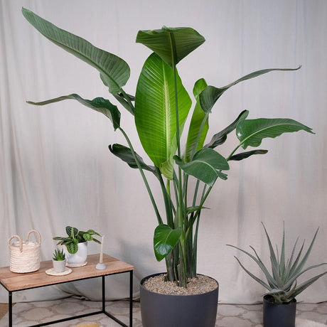 Strelitzia Nicolai (Pasarea Paradisului) - 100 cm