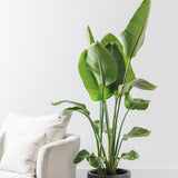 Strelitzia Nicolai (Pasarea Paradisului) - 100 cm